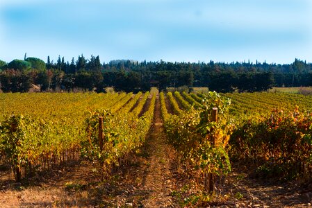 Color beaucaire red