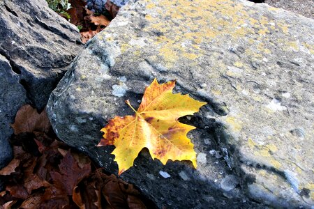Autumn stone beach