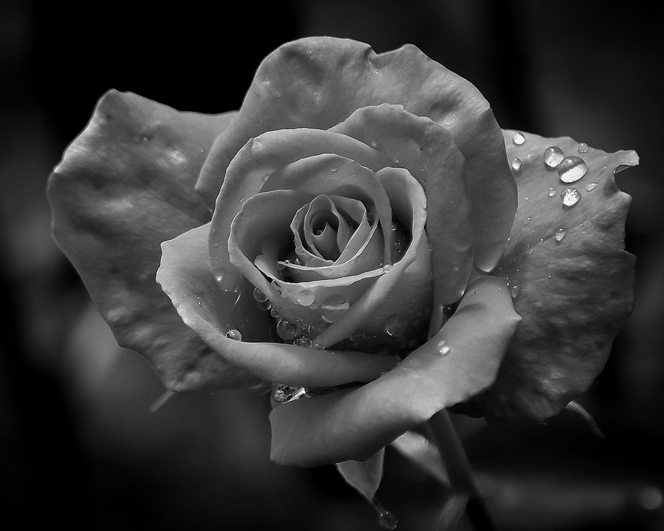 White flower isolated