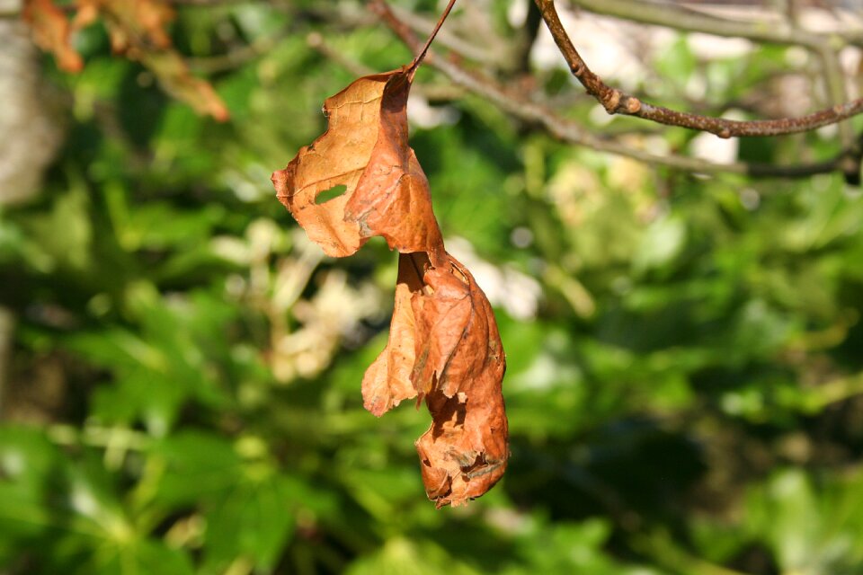 Brown autumn outdoor