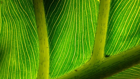 Petiolus green leaf