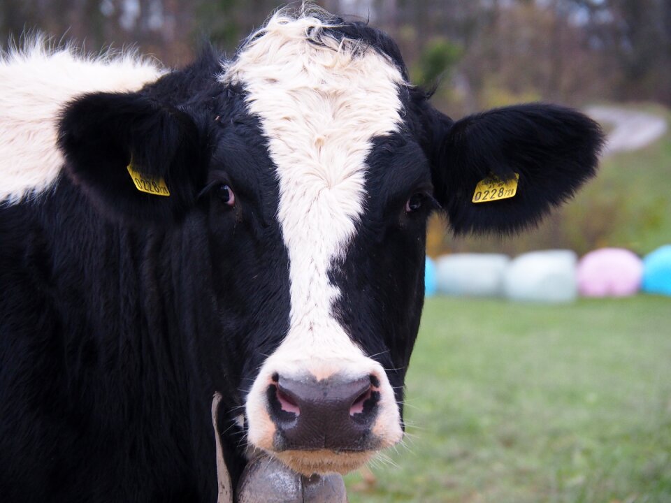 Cows pasture nature photo