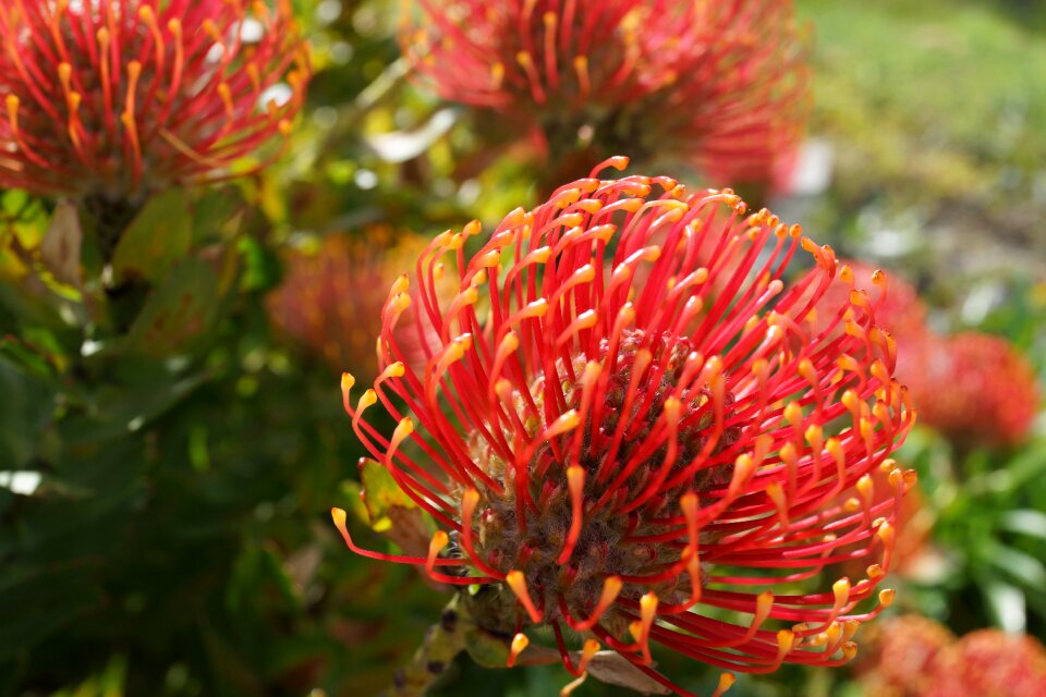 Floral australia botany