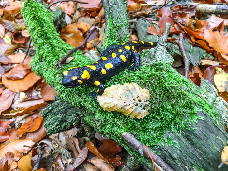 Animal nature camouflage