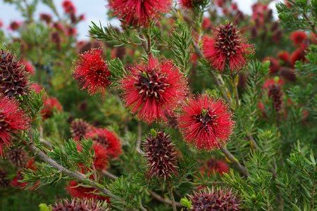 Botanical floral australia