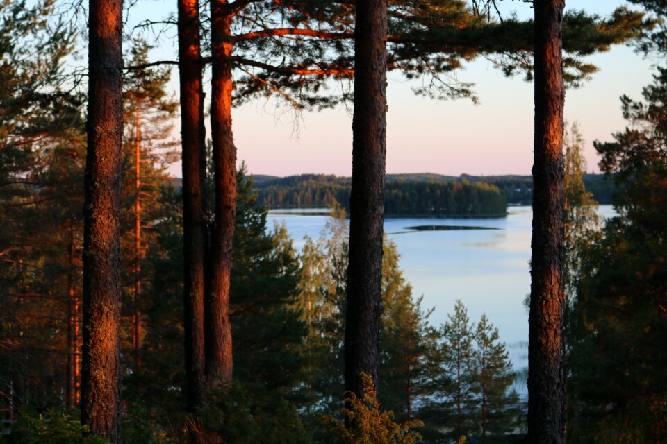 Lake pines trees