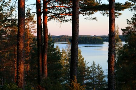 Lake pines trees
