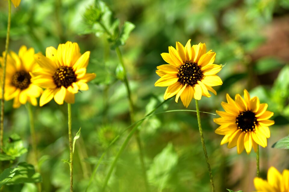 Plant bee fresh