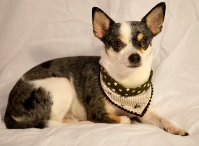 Sweet jack russel animal portrait photo