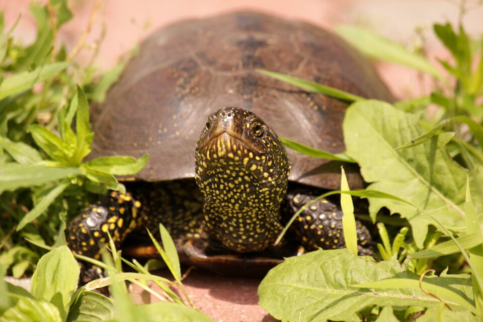 Reptiles creeping things shell