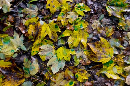 Yellow leaves autumn gold maple leaves photo