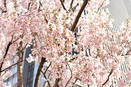 Cherry blossoms street trees flowers