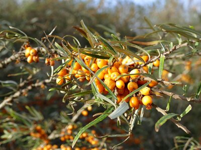 Hippophae rhamnoides wild fruit orange