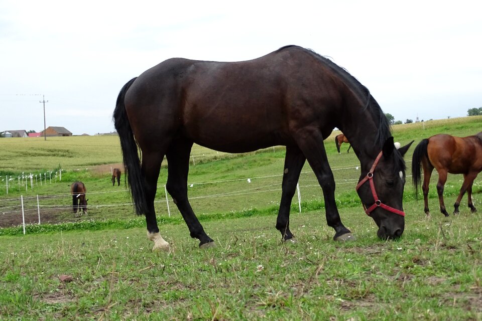Animal horses bay horse