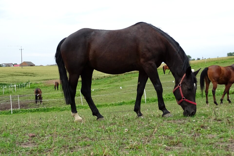 Animal horses bay horse photo