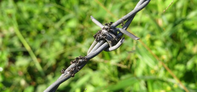 Barbed wire is wiring armenia