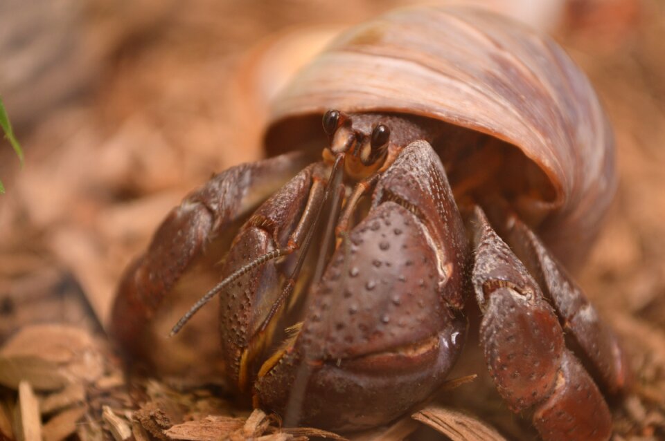 Hermit shell small