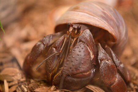 Hermit shell small
