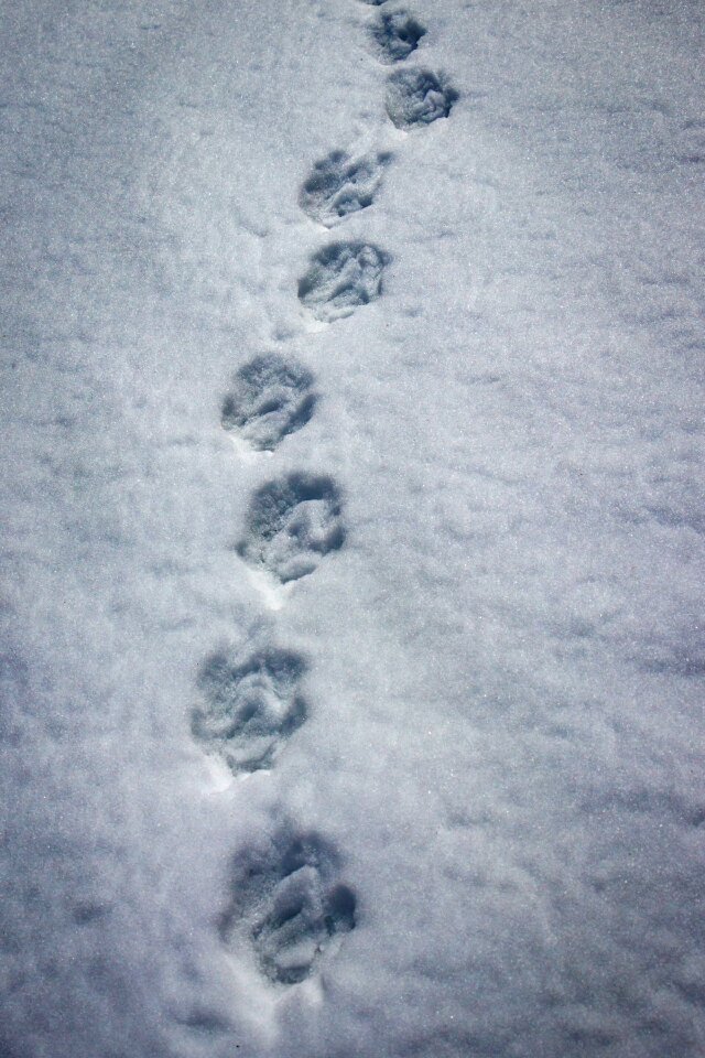 Snow lane snow tramp reprint