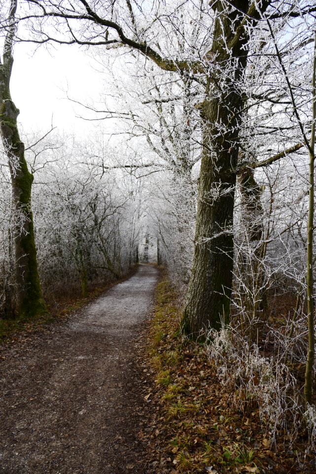 Frozen frost wintertime