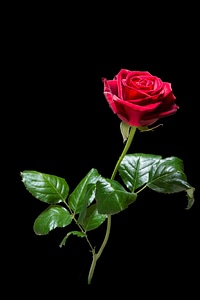 Bloom red rose bloom photo