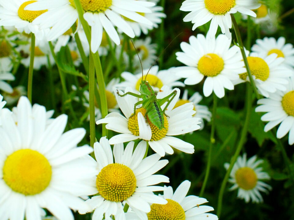 Blossom bloom nature