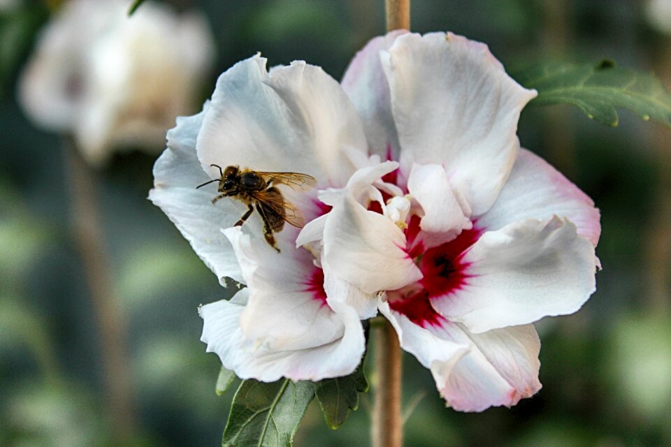 Blossom bloom macro