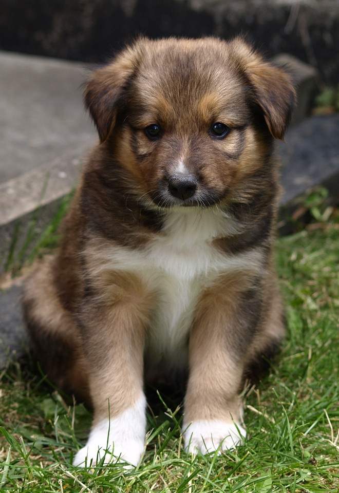 Cute dog animal portrait