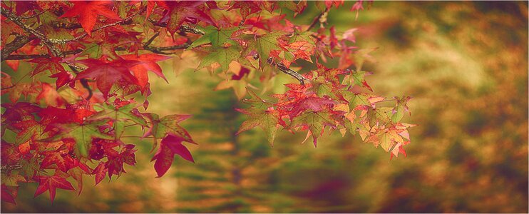Red leaves autumn vegetation