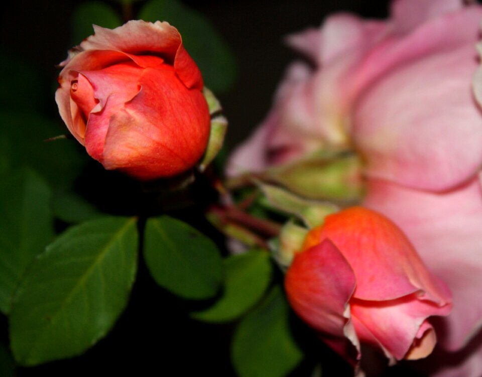Pink flower rosebush garden