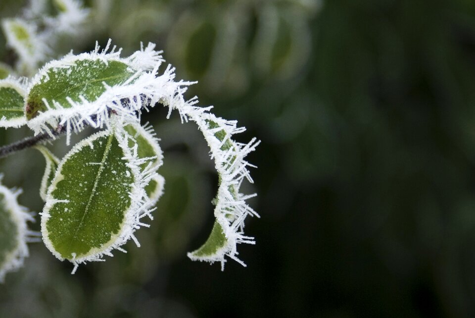 Frost nature plant