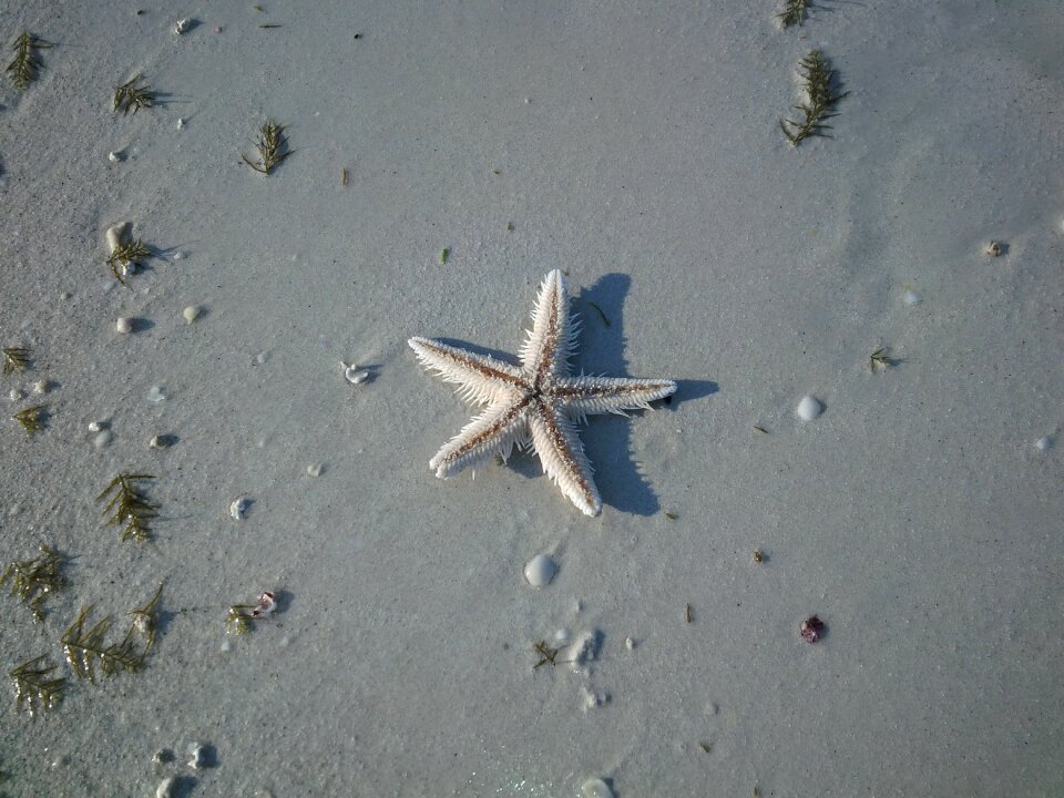 Seashore life marine