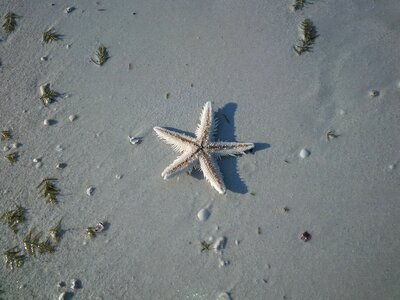Seashore life marine
