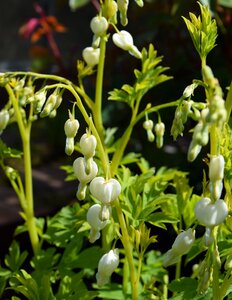 White dicentra white bleeding hearts plant