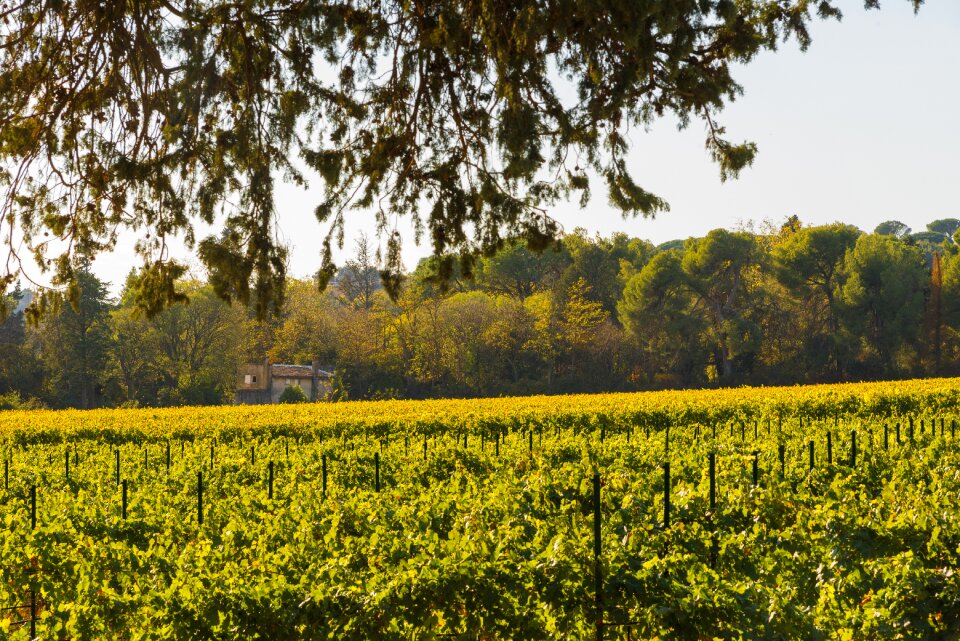 Color beaucaire red
