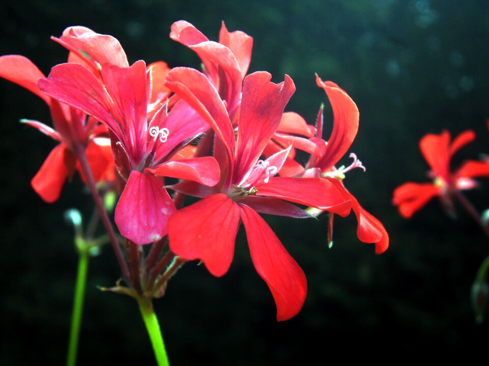 Garden petals summer