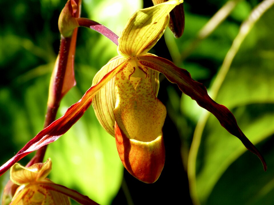 Reunion island nature flowers orchid