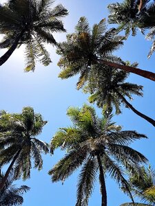 Coconut trees palm trees sky photo