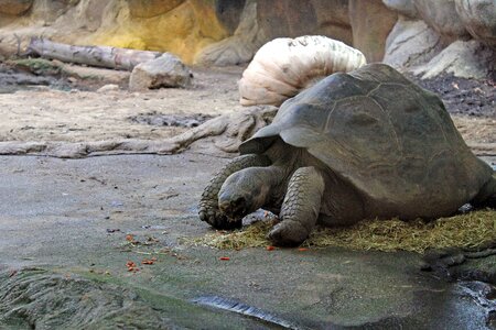 Animal animals zoo