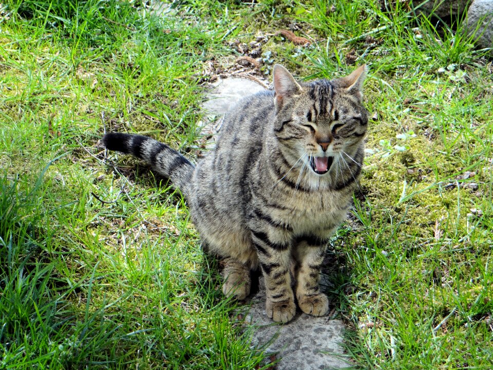 Nature predator cat's eyes