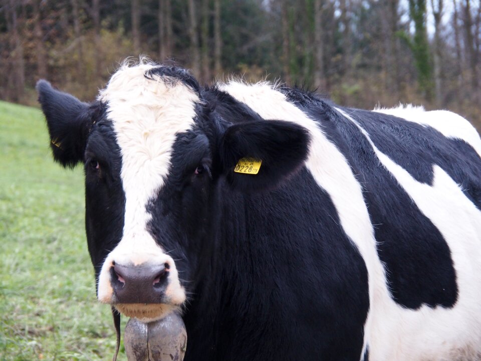 Cows pasture nature photo