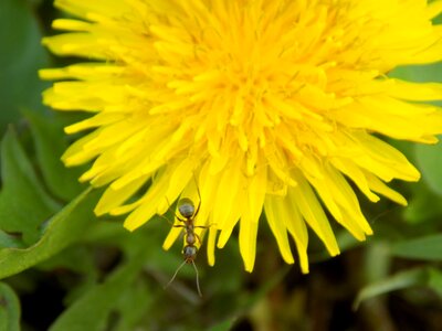 Dandelion ant macro
