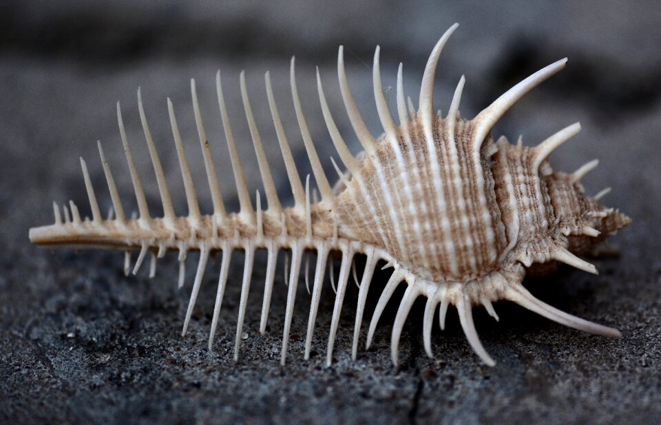 Macro photography