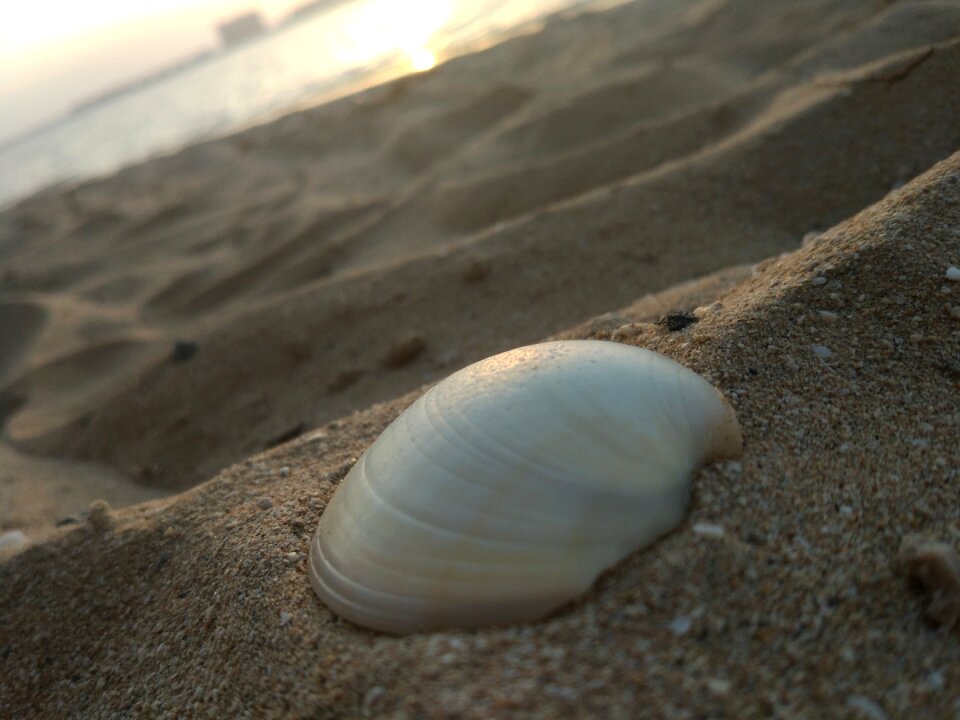 Seashell sand sea