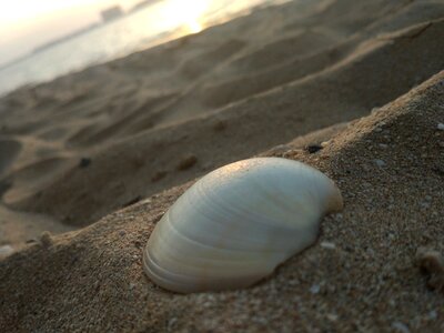 Seashell sand sea