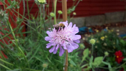 Garden floral pollination photo