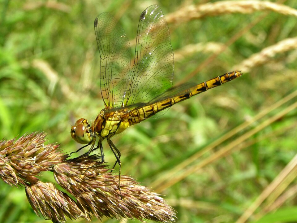 Demoiselle in the grass