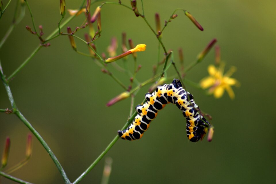 Meadow flower closeup