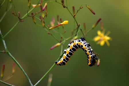 Meadow flower closeup