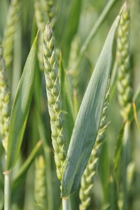 Cereal field cornfield photo